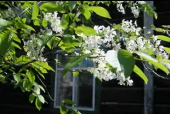 УрАльский Хор - Черёмуха.