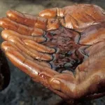 Метастазы Мексиканского залива. Часть 11 3 (Подлинная версия)