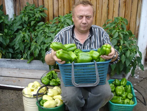 Замечательный огород Игоря Лядова.