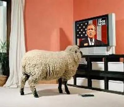 Нельзя более держать западных овец в таком сытом состоянии