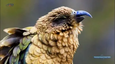 Путешествие на край света с Артом Вульфом. Новая Зеландия / New Zealand (2009) HDTV