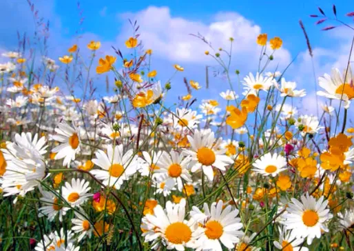 ЯСНЫ СОКОЛА (венчальная).