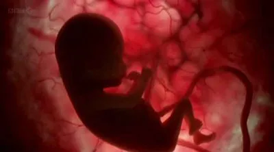 BBC: Горизонт. Девять судьбоносных месяцев / Horizon: The Nine Months That Made You (2011) PDTVRip