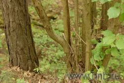 Что нужно в деревне.