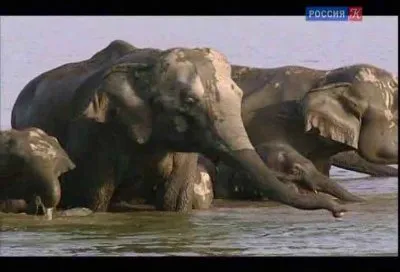 Сумерки гигантов / The Twilight of the Giants (2010) SATRip