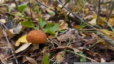 Вот она былая мощь Русской армии