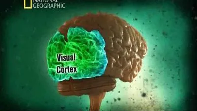 Испытайте свой мозг / Test Your Brain (2011) SATRip