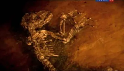Недостающее звено. В поисках наших далеких предков / Uncovering Our Earliest Ancestor (2010) SATRip