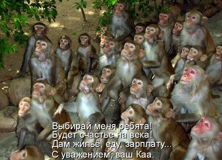 Выборы! Выборы! Кандидаты - Сидоры!