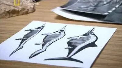 С точки зрения науки: Морские чудовища древности / Naked Science: Ancient Sea Monsters (2010) SATRip