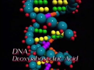Вопрос происхождения жизни. Сотворение или эволюция / Creation or Evolution (2005/DVDRip)