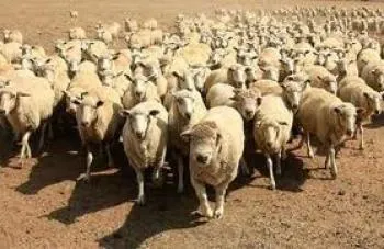 Преданная революция