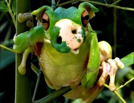 Российские свиньи не хотят рожать ГМО