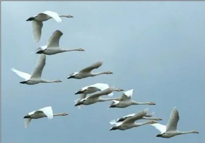 Учёные до сих пор "не могут" или не хотят?