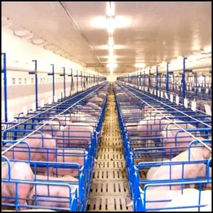 Европа похожа на большую свиноферму