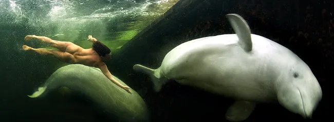 Заполярье, ледяное море (- 1,5°), две белухи и… девушка