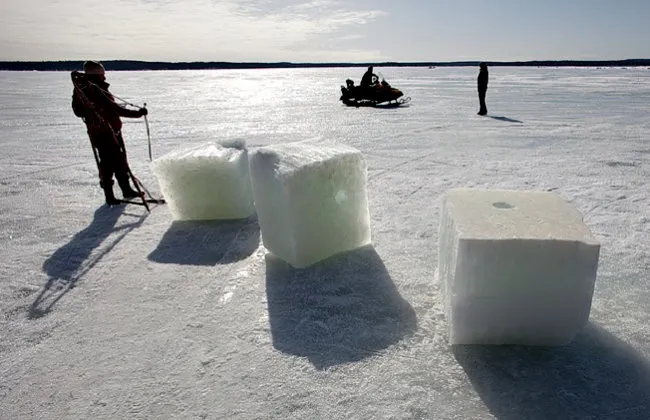 Заполярье, ледяное море (- 1,5°), две белухи и… девушка Заполярье, ледяное море (- 1,5°), две белухи и… девушка