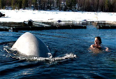 Заполярье, ледяное море (- 1,5°), две белухи и… девушка Заполярье, ледяное море (- 1,5°), две белухи и… девушка