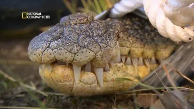 Рыбы-чудовища: Король пресных вод Австралии / Monster fish: King of The Outback (2011) HDTV