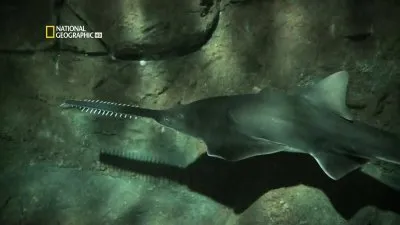 Рыбы-чудовища: Король пресных вод Австралии / Monster fish: King of The Outback (2011) HDTV