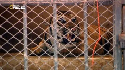 Преступления против Природы: Тигры на органы / Crimes against Nature: Tiger Traffic (2010) HDTV