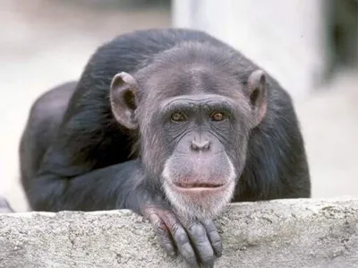 Невозможно уговорить шторм