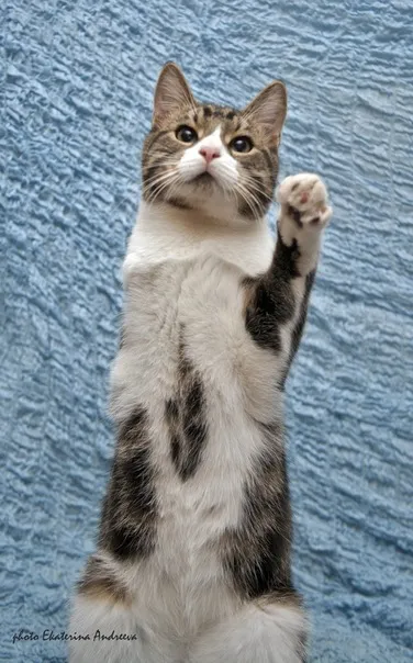 Группа по спасению животных, пострадавших от человеческой жестокости