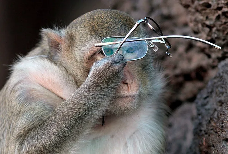 Витязи Митязи