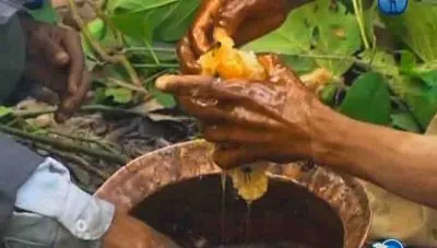 Кочевники из гималайских джунглей / Honey Hunters of Nepal (2003) SATRip