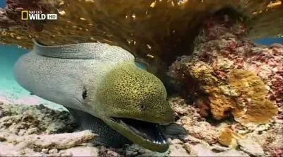 Мурены. Чужая империя / Moray. Alien empire (2010) HDTVRip
