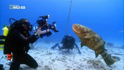Рыбы-хищники / Sea strikers (2010) HDTVRip
