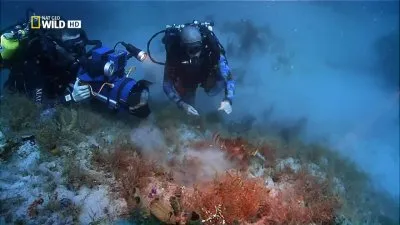 Рыбы-хищники / Sea strikers (2010) HDTVRip