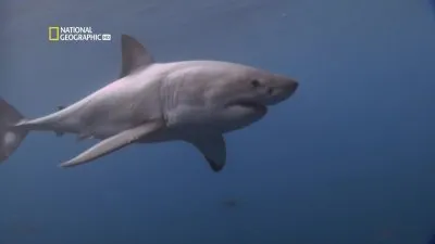 National Geographic. Самые опасные животные мира. Морские глубины / National Geographic. World's deadliest animals. The Deep (2009) HDTVRip