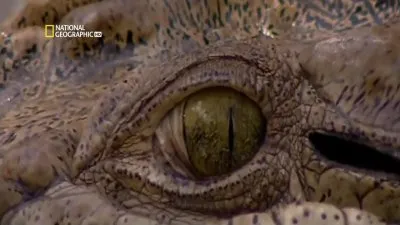 National Geographic. Самые опасные животные мира. Морские глубины / National Geographic. World's deadliest animals. The Deep (2009) HDTVRip