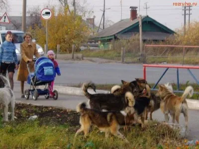 Россия: царство бродячих псов