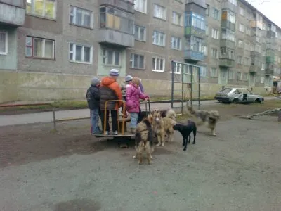 Россия: царство бродячих псов