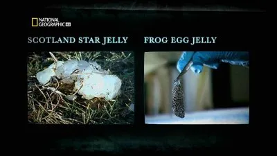 Паранормальное. Кровавый дождь и космическое желе / Paranatural Blood rain and star jelly (2010) HDTV