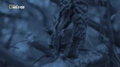 Ночные охотники. По следам ягуара / Night Stalkers. Jaguar Ambush (2011) HDTV 1080i