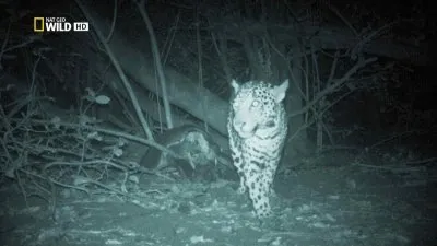 Ночные охотники. По следам ягуара / Night Stalkers. Jaguar Ambush (2011) HDTV 1080i