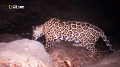 Ночные охотники. По следам ягуара / Night Stalkers. Jaguar Ambush (2011) HDTV 1080i