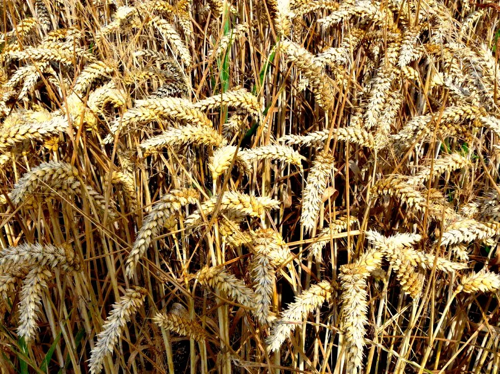 Фермеры на грани голодания