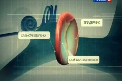Наука 2.0. Человеческий фактор. Звуковые волны (2011) SATRip