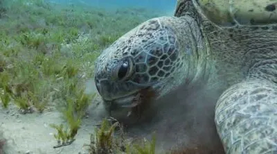 Королевство океанов. Народ Песков и Лесов / Kingdom of the Oceans. Le Peuple Des Sables Et Des Forets (2011) HDRip