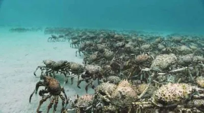 Королевство океанов. Народ Песков и Лесов / Kingdom of the Oceans. Le Peuple Des Sables Et Des Forets (2011) HDRip