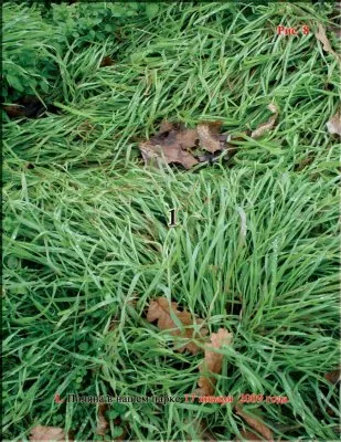 Трава, которую нашёл «Грифон»