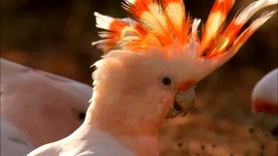Австралия: страна попугаев / Australia: Land of Parrots (2007) BDRip 1080p