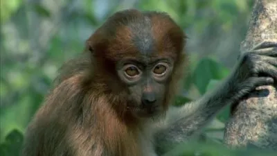 Дикая Азия: Королевства Побережья / Wild Asia: Kingdoms of the Coast (1998) HDRip