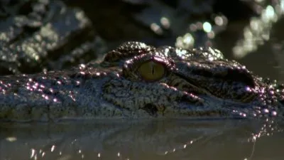 Дикая Азия: Королевства Побережья / Wild Asia: Kingdoms of the Coast (1998) HDRip