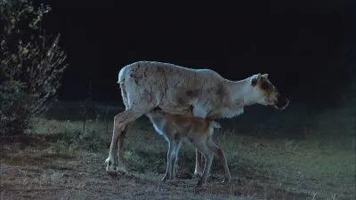 Великий Север / IMAX - Great North (2001) BDRip 1080p