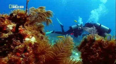 С точки зрения науки. Опасности морских глубин / Naked Science. Dangers of the deep (2010) HDTVRip